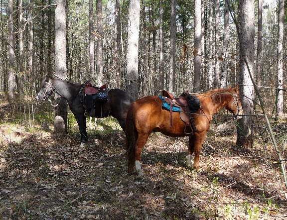 Mounted
                      Search Component